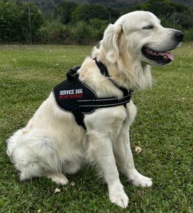 Harness Vests (Large Breeds) - Service Dog 2